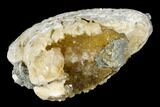 Fossil Clam with Fluorescent Calcite Crystals - Ruck's Pit, FL #177741-2